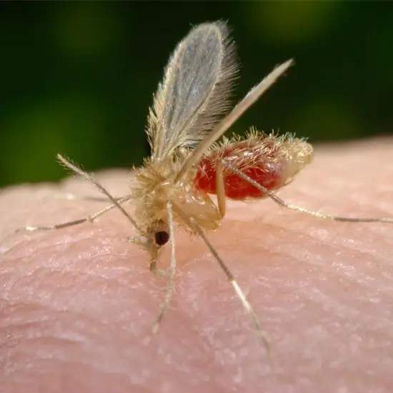 Leishmania (Kala Azar) Antibody IgG Test